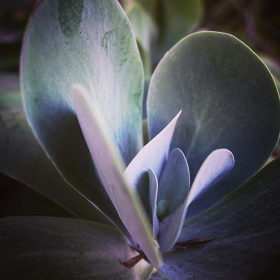 Silver Succulent -- Follow Me On Instagram!