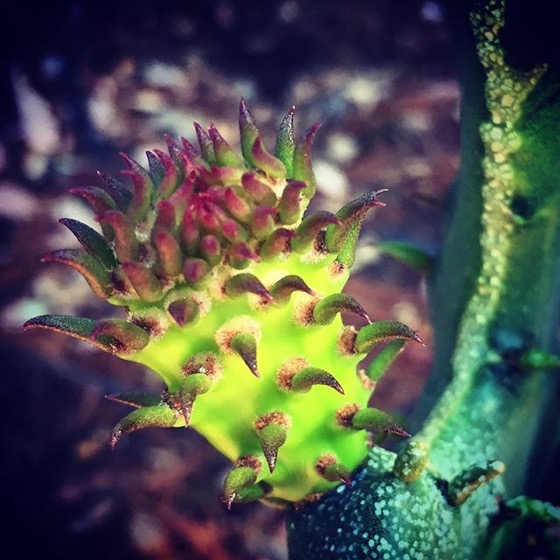 Alien looking new growth on prickly pear (opuntia) start via Instagram