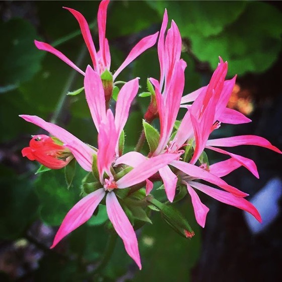 Flowering Now: An interesting geranium in the garden this morning via Instagram