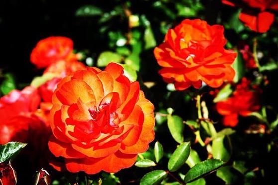 Roses in the Neighborhood via Instagram