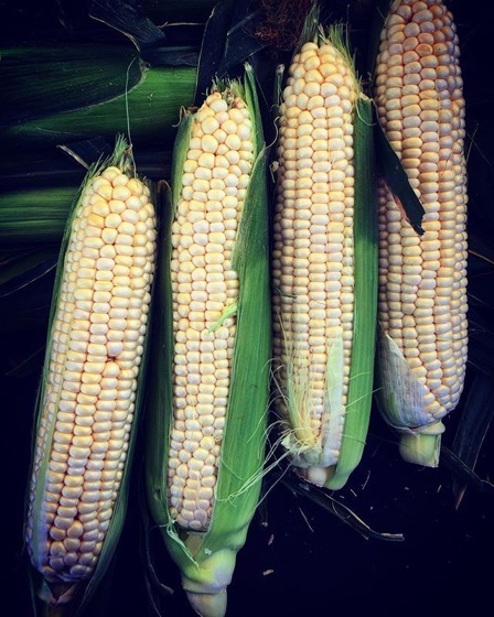 Sweet Corn 🌽 