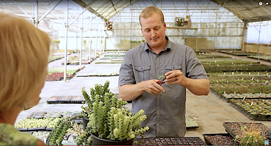 How to Propagate Succulents via Gardening Gone Wild