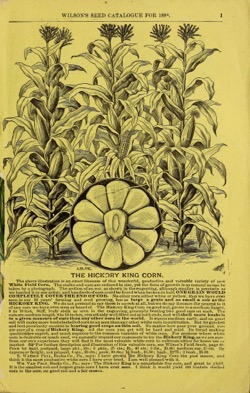 Historical Seed Catalogs:  12th annual price list & catalogue of fresh and reliable garden, field and flower seeds : grown and sold on the seed farm of Samuel Wilson (1888) - 11 in a series