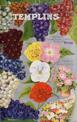 Historical Seed Catalogs: Catalog, L. Templin Seed Company (1918) - 9 in a series