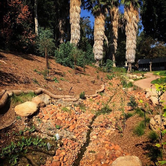 New drought-tolerant native garden with swale at Cal Poly Pomona via Instagram