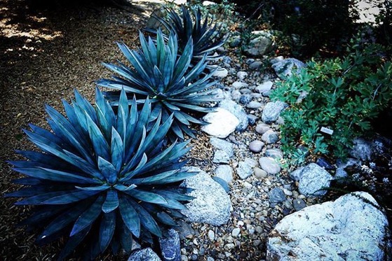Awesome Agave All In A Row, Sherman Oaks, California via Instagram