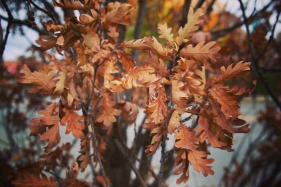 Autumn Oak Leaves 2, Columbia, Missouri via Instagram
