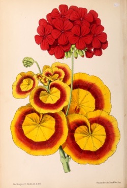 Historical Garden Books: The Floral magazine (1870) - 24 in a Series