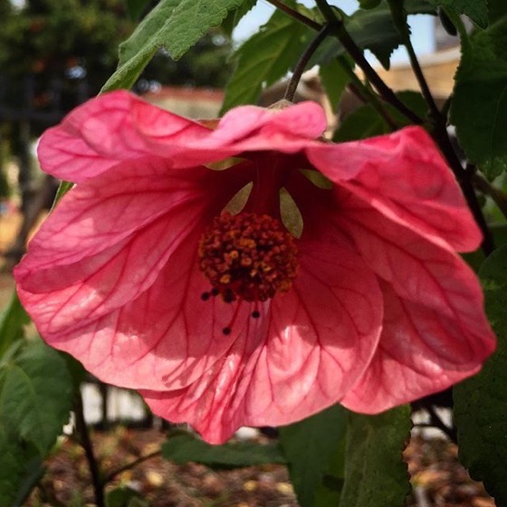 Abutilon Flowers In the garden this morning via Instagram