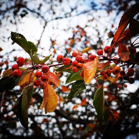 Autumn Berries via Instagram