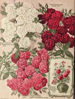 Historical Seed Catalogs: Flowers for springtime by Miss Mary E. Martin (1910) - 16 in a series