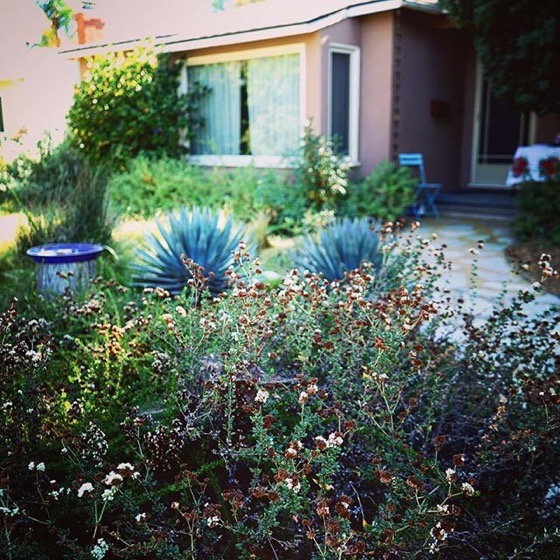 Local Waterwise Garden, Sherman Oaks, California via Instagram
