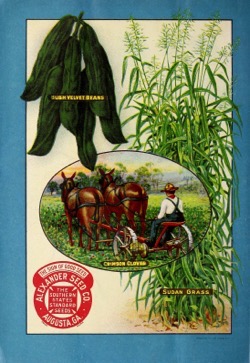 Historical Seed Catalogs: Alexander's garden and field seed catalogue (1921) - 19 in a series