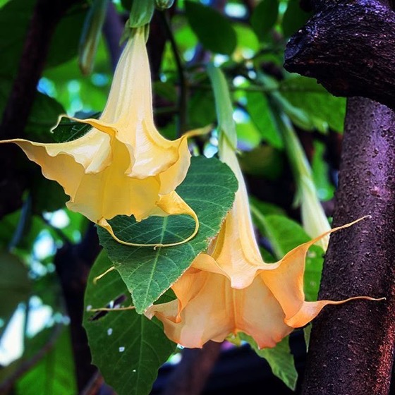 Brugmansia in Bloom via Instagram