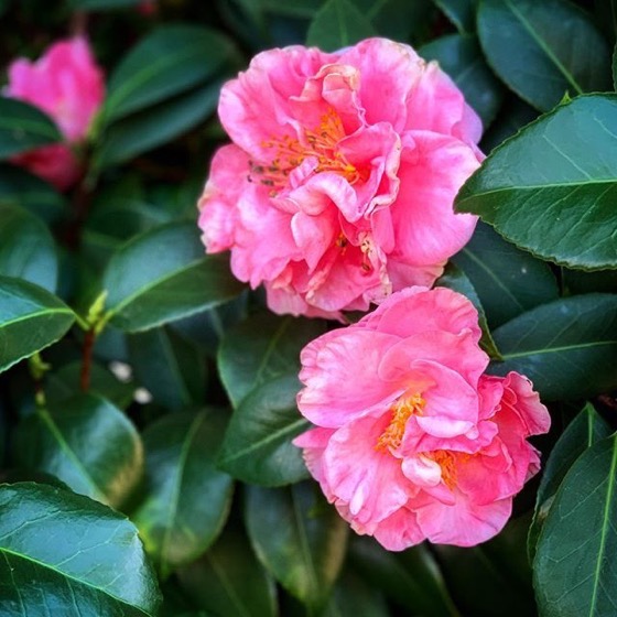 Winter Camellias in Los Angeles via Instagram