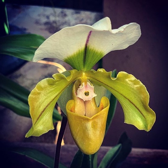 Orchid 1, Huntington Gardens Conservatory via Instagram