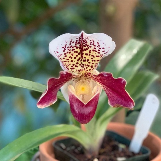Orchid 3, Huntington Gardens Conservatory via Instagram