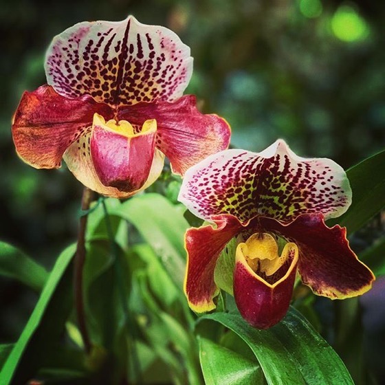 Orchid 5, Huntington Gardens Conservatory via Instagram