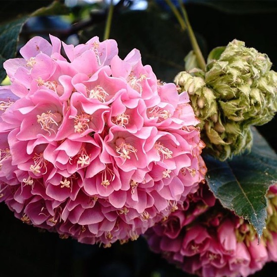 Rhododendron, Huntington Library, Art Collection, and Botanic Garden, San Marino, California