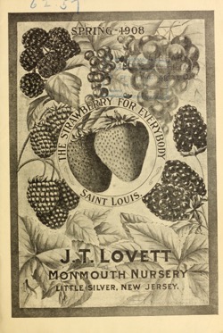 Historical Seed Catalogs: The strawberry for everybody by J.T. Lovett Company (1908) - 17 in a series