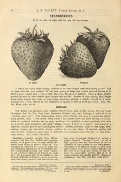 Historical Seed Catalogs: The strawberry for everybody by J.T. Lovett Company (1908) - 17 in a series
