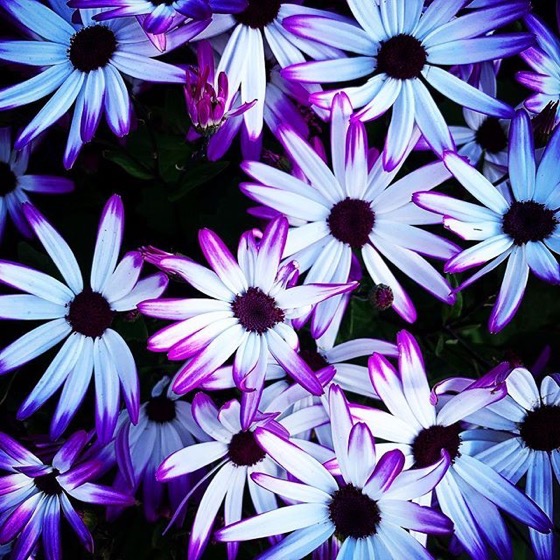 Purple, blue and white via Instagram
