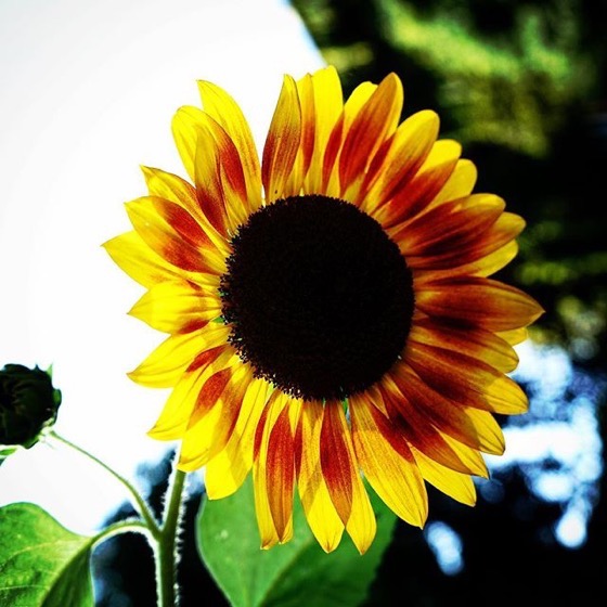 A Shining Sunflower In Milan via Instagram