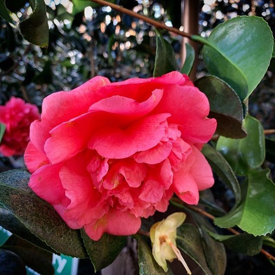 Camellia Bloom via Instagram
