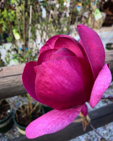 Saucer Magnolia/Magnolia × soulangeana via Instagram