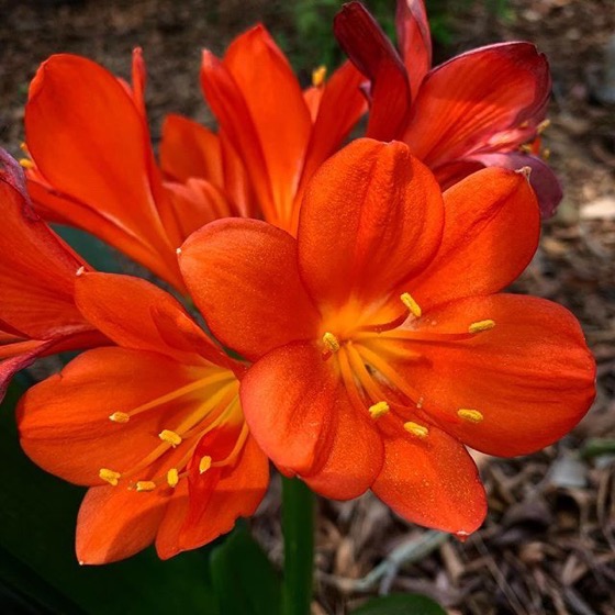 Flowering Now: Clivia Blooms in the Garden via Instagram