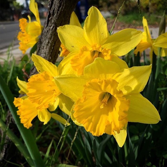 Daffodils 2019 via Instagram