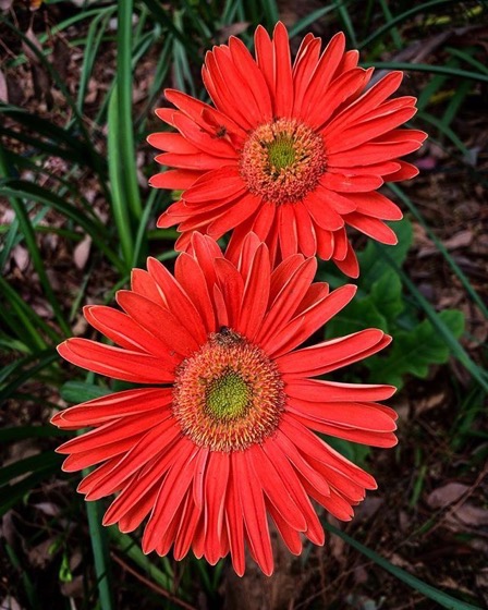 Flowering Now: Gerbera Daisy in the Garden via Instagram