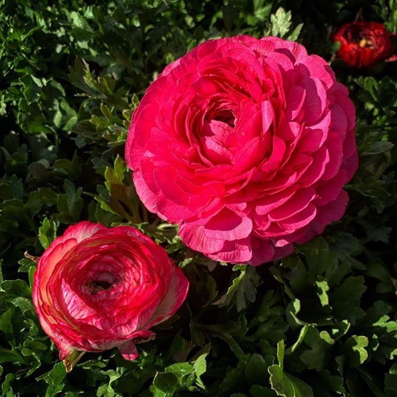 Ranunculus Flowers via Instagram