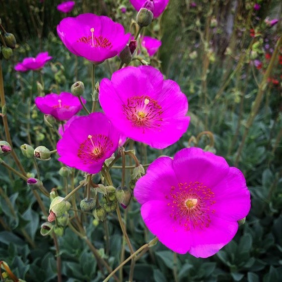 Flowering Now: Calandrinia(?) via Instagram - April 16, 2019