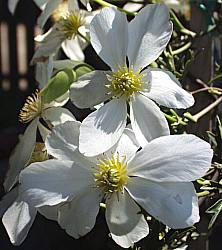 Interesting Plant: Clematis x cartmanii 'Avalanche' (White Evergreen Clematis)