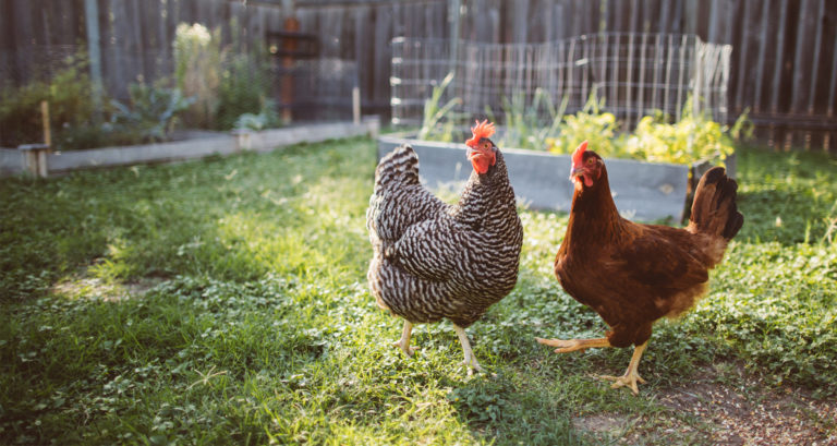Make Gardening Easier With The Help Of Chickens Via Farmers