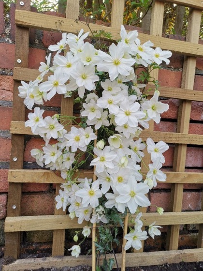 Interesting Plant: Clematis x cartmanii 'Avalanche' (White Evergreen Clematis)