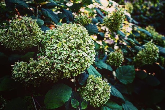 Hydrangeas in the shade via Instagram