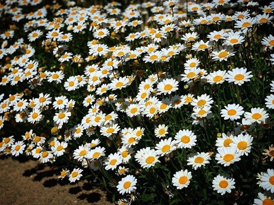 Oxeye Daisy (Leucanthemum vulgare) via Instagram