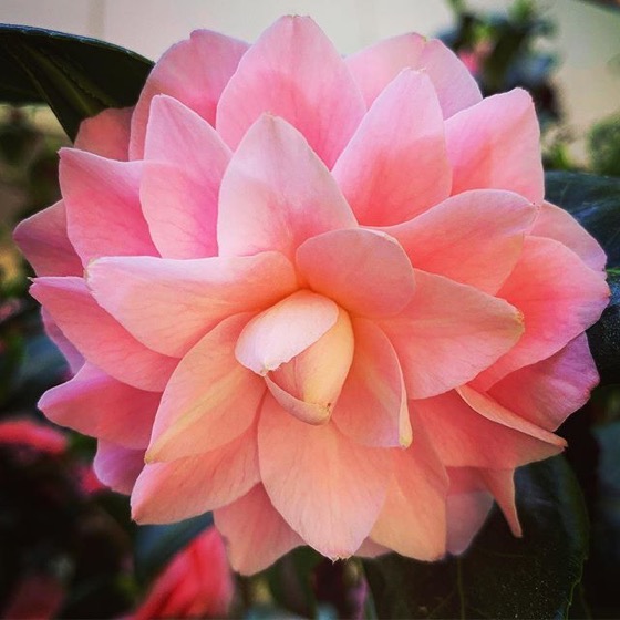 Perfect Pink Camellia at Cal Poly Pomona via Instagram