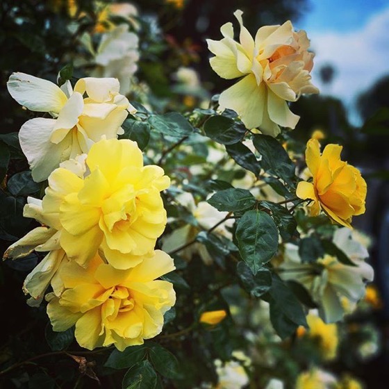 Flowering Now: Yellow Shrub Roses via Instagram