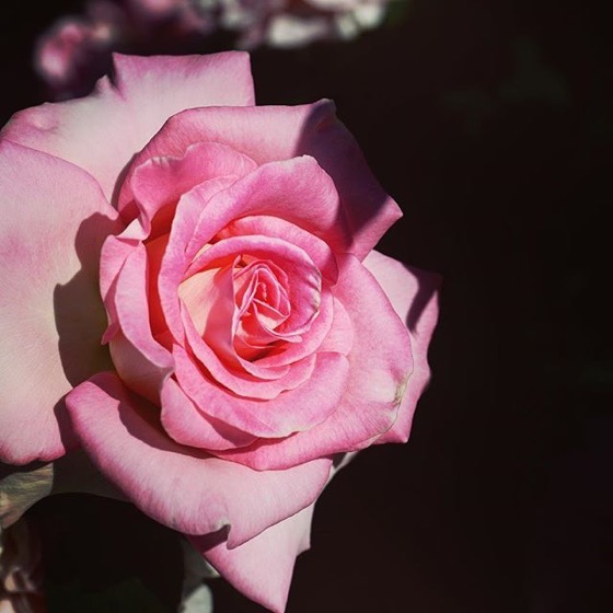 Pink Rose via Instagram