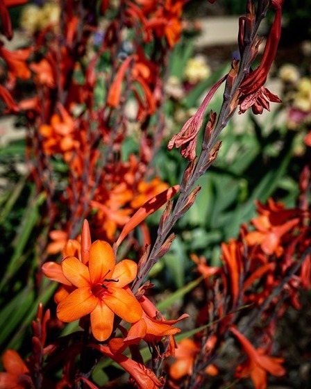 Watsonia in the Cal Poly Pomona Rose Garden via Instagram