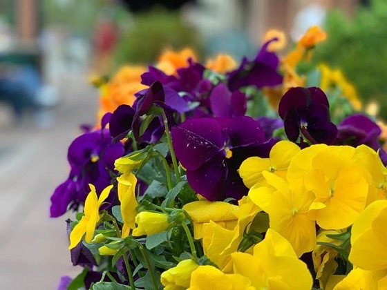 Pansies on the street, Denver, Colorado via My Instagram