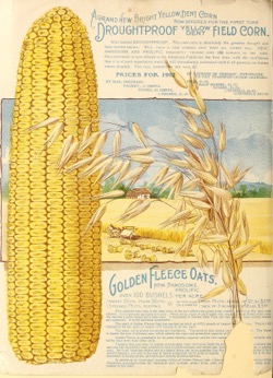 Historical Seed Catalogs: Maule's silver anniversary seed catalogue (1902) - 26 in a series