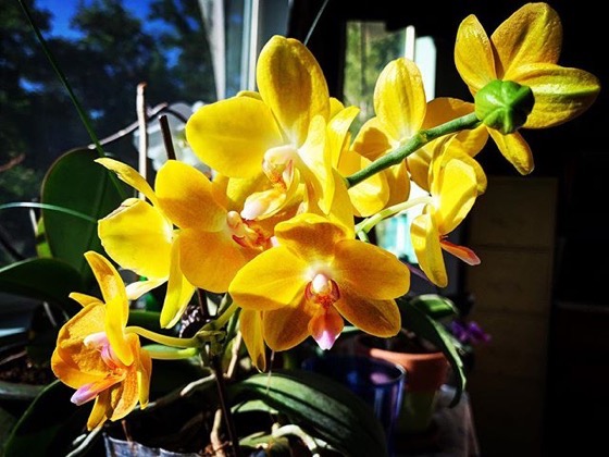 Orchids In The Sun via My Instagram