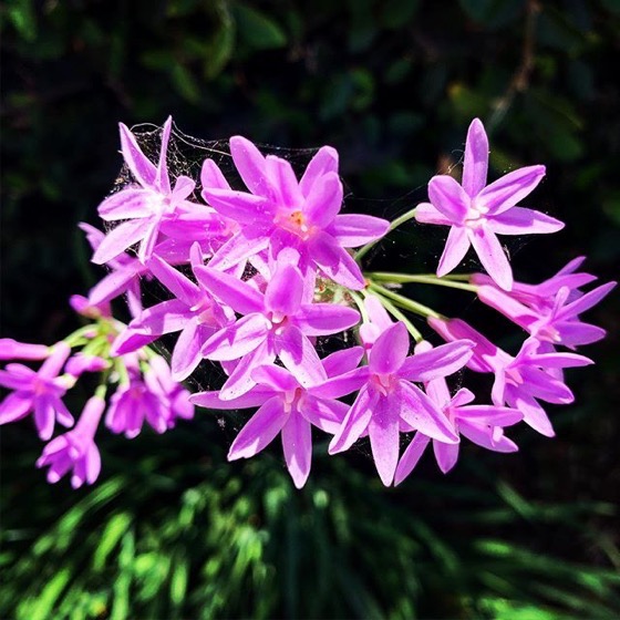 Society Garlic (Tulbaghia violacea) Flowers