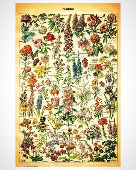 Illustration Plate From Historical Garden Book via Instagram