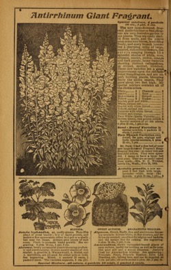 Historical Seed Catalogs: Park's floral guide (1906) - 30 in a series