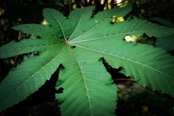 Castor Bean Leaf (Ricinus communis) via Instagram